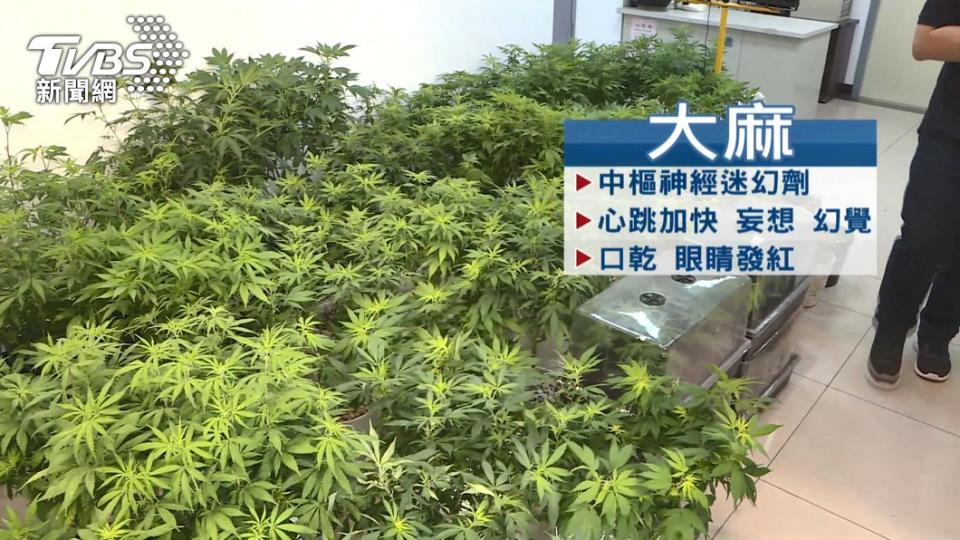 圖／TVBS大麻在台灣列為2級毒品，從國外寄回或購買都屬於違法行為。