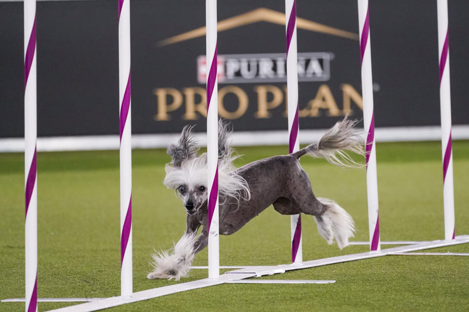 Judy Judy, a Chinese crested, competes during the finals of the agility competition at the Westminster Kennel Club dog show in Tarrytown, N.Y., Friday, June 11, 2021. A border collie named Verb zoomed — and not the virtual way — to a second-time win with handler Perry DeWitt of Wyncote, Pennsylvania. The two also won the agility championship in 2019. (AP Photo/Mary Altaffer)