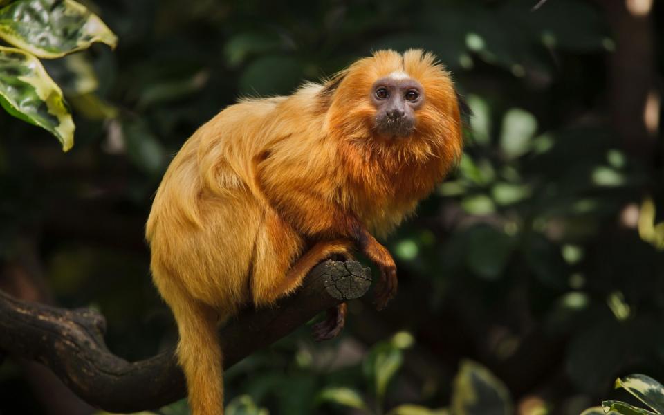 a golden lion tamarin