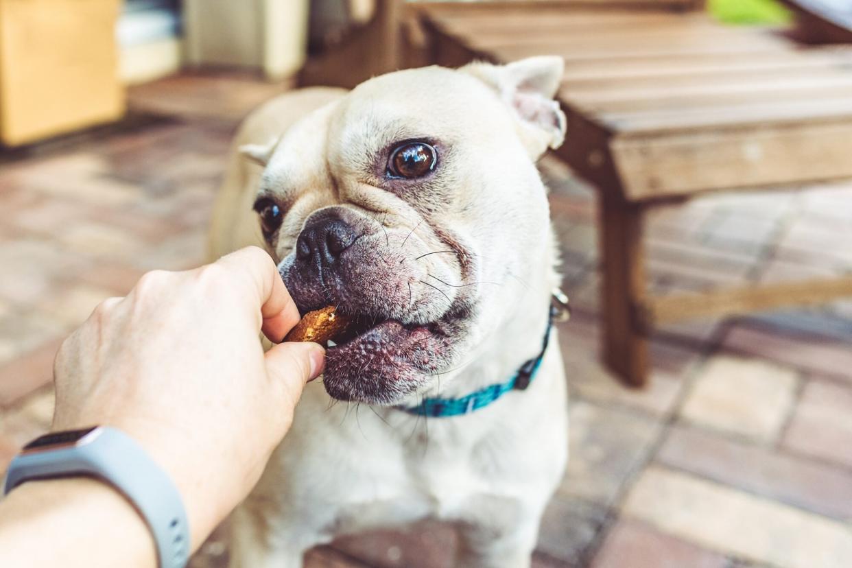 Portrait of French Bulldog eating a snack