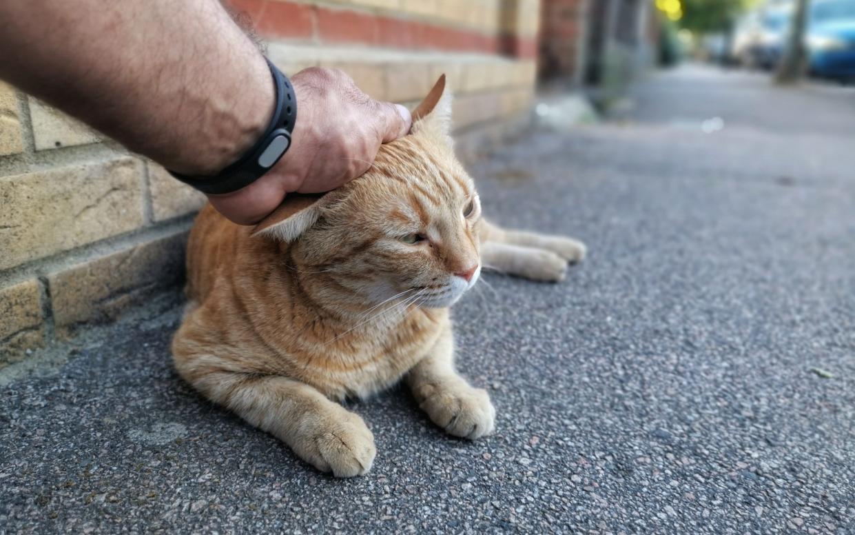 A ginger cat being stroked in the street