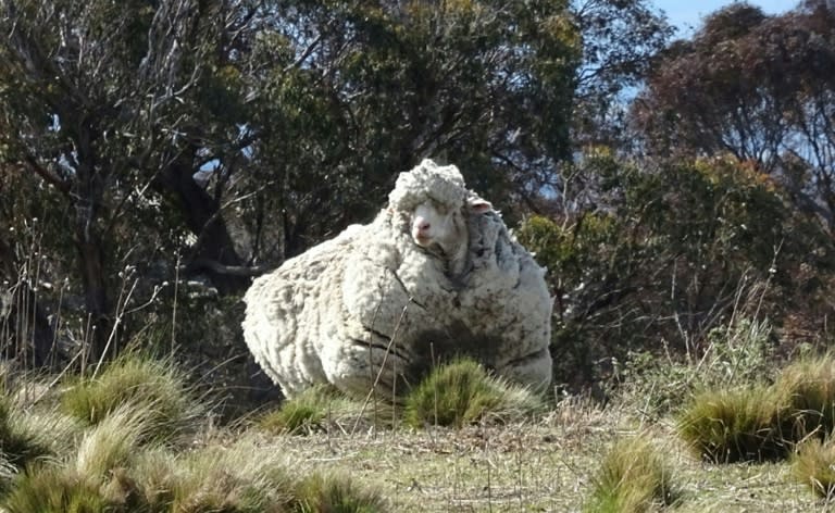 "Chris" the sheep pictured on the outskirts of Canberra, Australia, before its life-saving shave