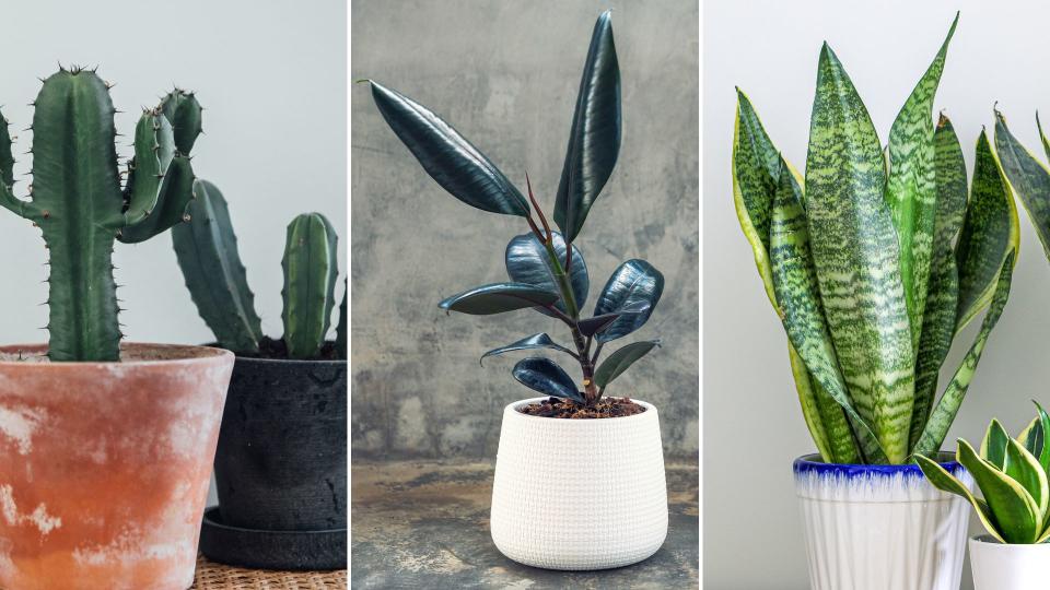 <p> <strong>There’s no easier way to bring life and energy into your home than with a houseplant.</strong> </p> <p> They not only look incredible and can help boost your mood but they’re such an easy way to transform your kitchen, bedroom, or living room. </p> <p> From hanging grasses that release oxygen at night and gorgeously scented herbs that’ll liven up your favourite dishes, to creepers that amazingly can help remove toxins and mould from your rooms, these are the best indoor plants to boost your health, well-being, and sleep quality almost instantly. </p>