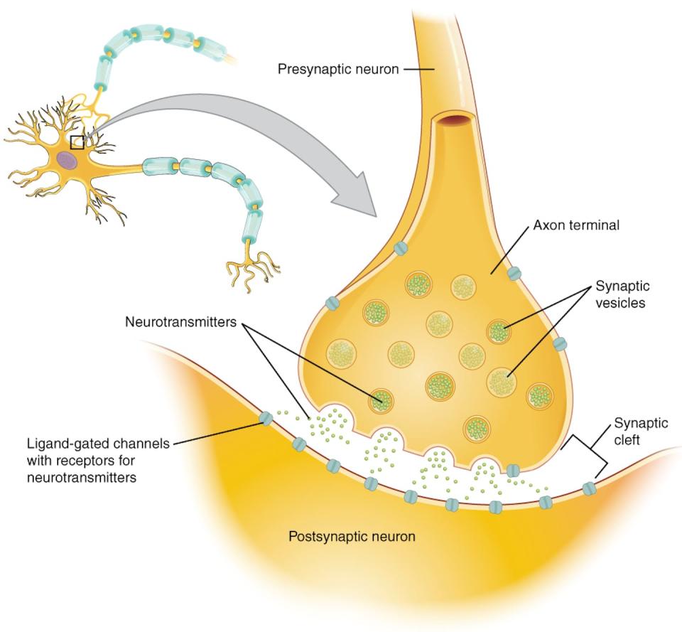 The space between two neurons is called a synapse. <a href="https://openstax.org/books/anatomy-and-physiology/pages/1-introduction" rel="nofollow noopener" target="_blank" data-ylk="slk:OpenStax;elm:context_link;itc:0;sec:content-canvas" class="link ">OpenStax</a>, <a href="http://creativecommons.org/licenses/by/4.0/" rel="nofollow noopener" target="_blank" data-ylk="slk:CC BY;elm:context_link;itc:0;sec:content-canvas" class="link ">CC BY</a>