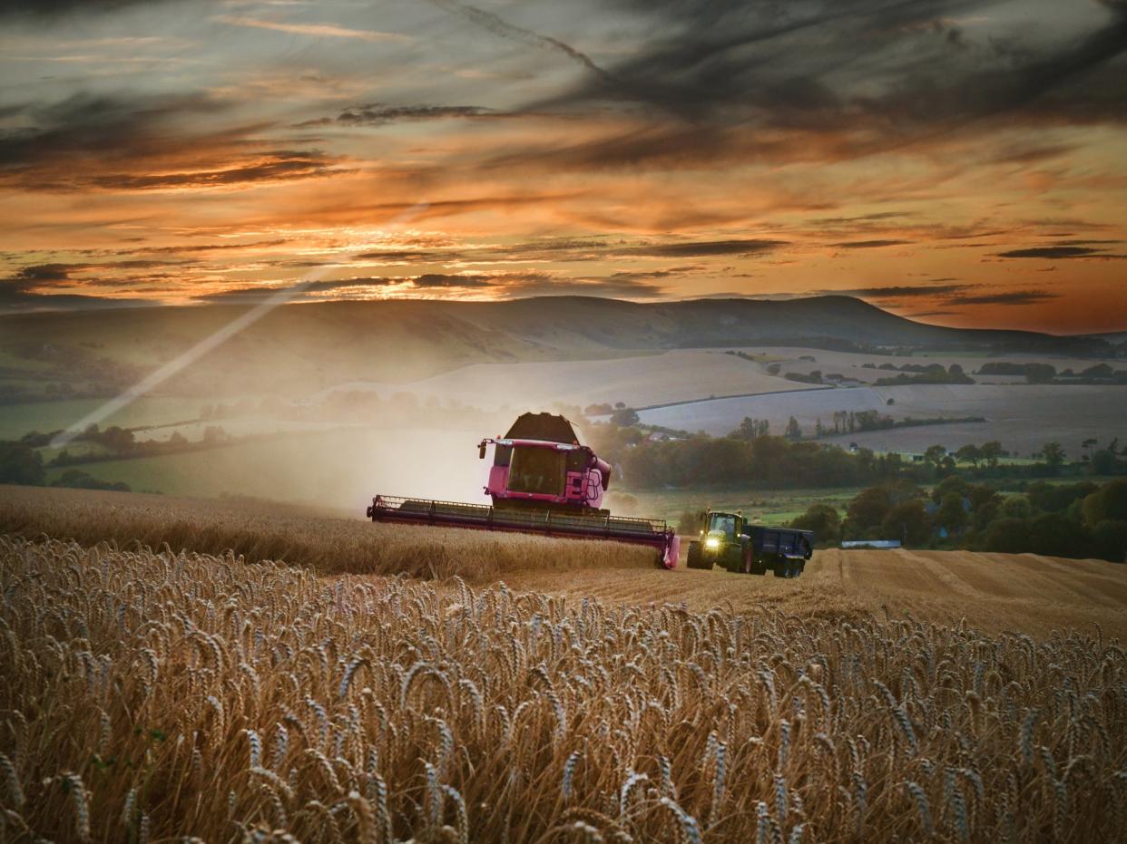 Wheat yields for 2020 are expected to be down by a third, the NFU has said: Getty