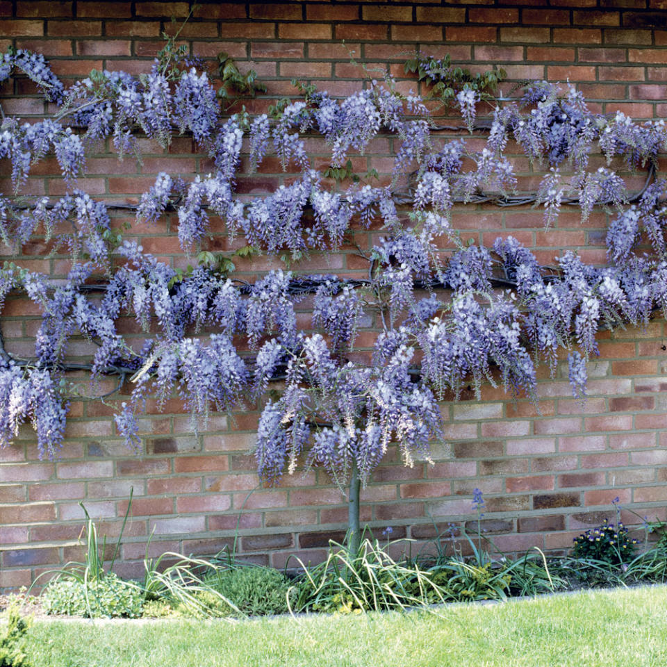 Welcome country style with wisteria