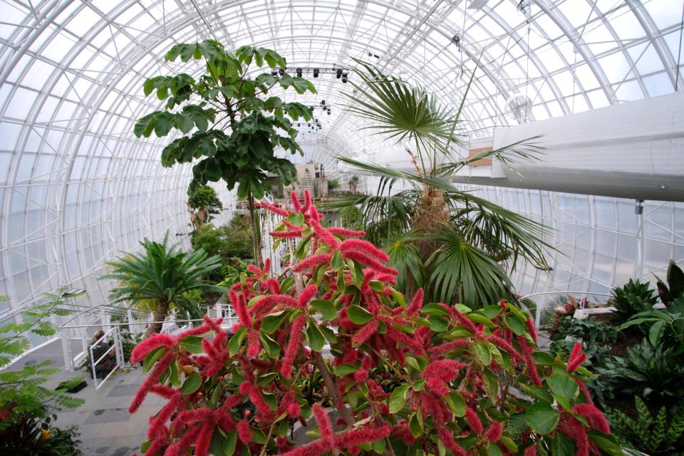 The Crystal Bridge Conservatory is doing last minute preparation to get ready for the opening, November 18, “A Conservatory Reimagined.”  Thursday, November 10, 2022.