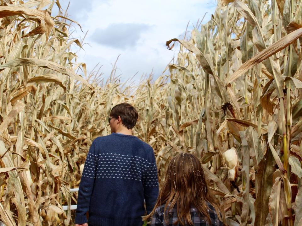 corn maze