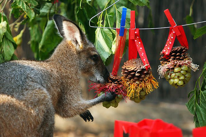 An adorable wallaby tucking into festive treats at Taronga Zoo. Image: Getty