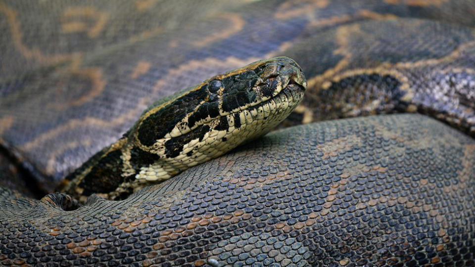 Picture of a python, which is a type of snake that usually kills by wrapping its body around their prey and squeezing.
