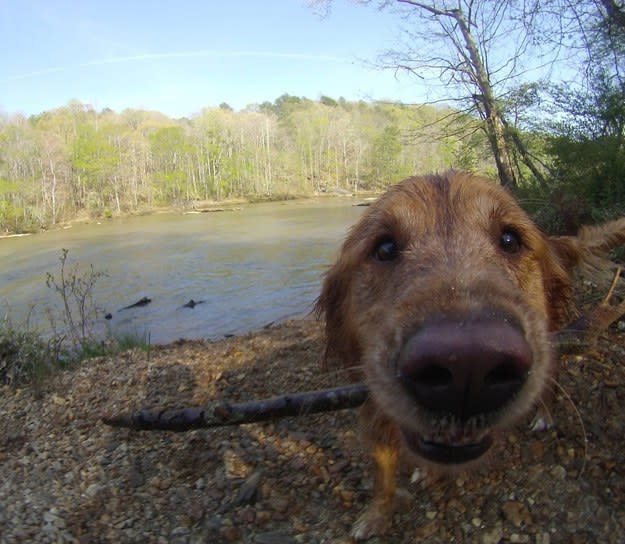 a closeup of a dog holding a stick