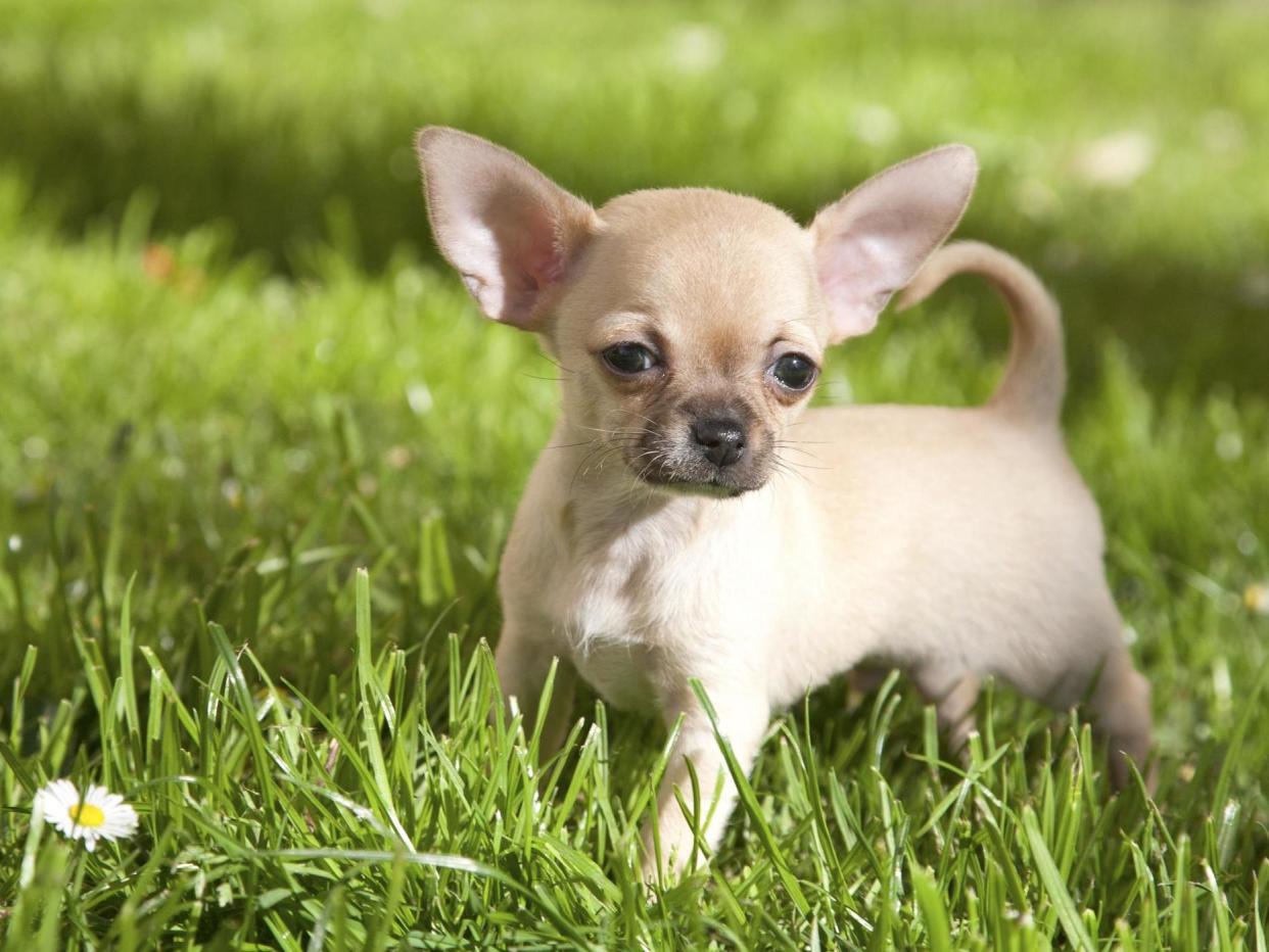 One-and-a-half year old Chihuahua left with bruises where bird had grabbed it with talons, family say (file picture): Getty Images/iStockphoto