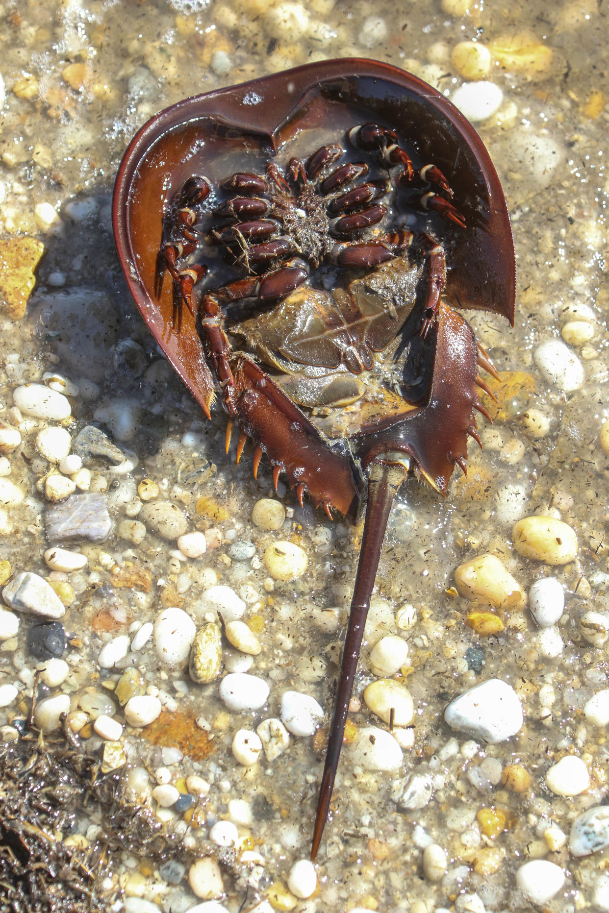 Horseshoe crab at Pickering Beach, Dover.