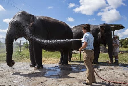 Trudy Williams washes down Asian elephants at the Ringling Bros. and Barnum & Bailey Center for Elephant Conservation in Polk City, Florida September 30, 2015. REUTERS/Scott Audette