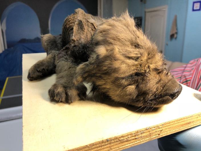 wolf puppy mummified intact with furry head and ribs showing on a table