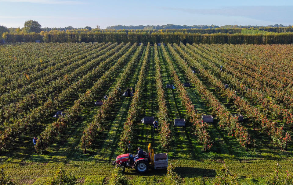 A farmer drives a tractor past rows of apple trees on a farm.