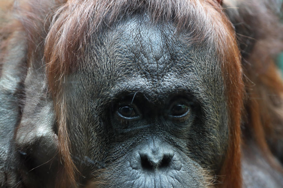 Orangutan Theodora looks at visitors, at the Jardin des Plantes zoo, in Paris, Sunday, June 16, 2019. (AP Photo/Thibault Camus)