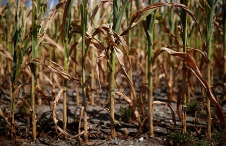 FILE PHOTO: A corn field affected by drought is pictured in Montbert near Nantes