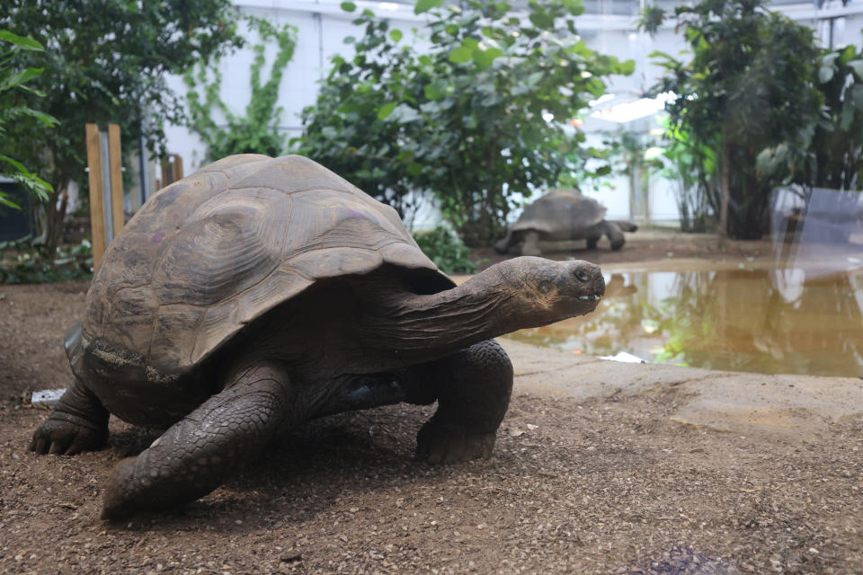 <p>Giant Galapagos tortoises, explore their new home at ZSL London Zoo, Regent's Park, in London, ahead of its public opening this weekend. Picture date: Thursday October 7, 2021.</p>
