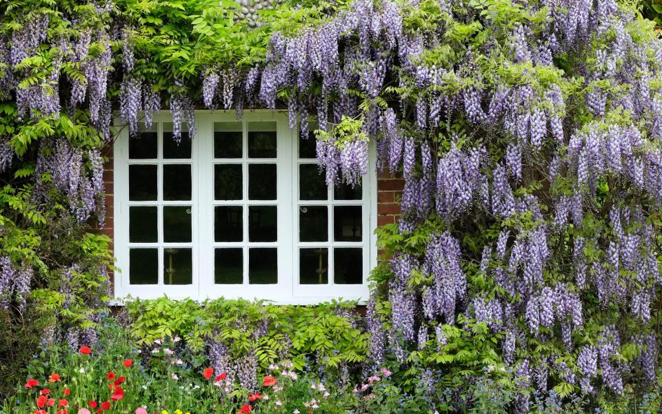 wisteria growing on wall of old english cottage, norfolk, england