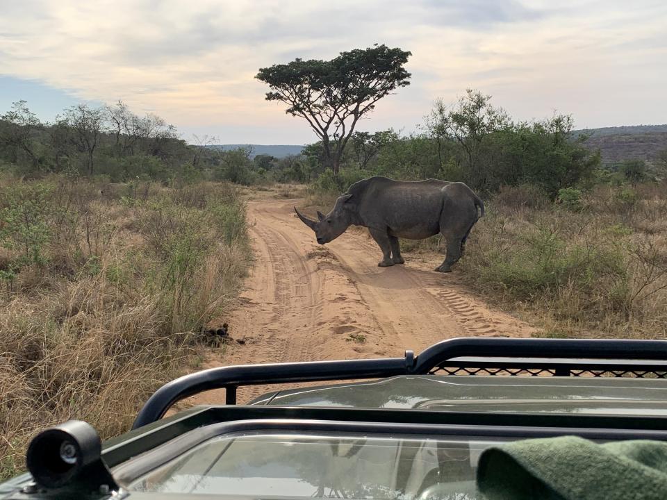 View from a safari car of a Rhino stalling the dusty trail ahead.