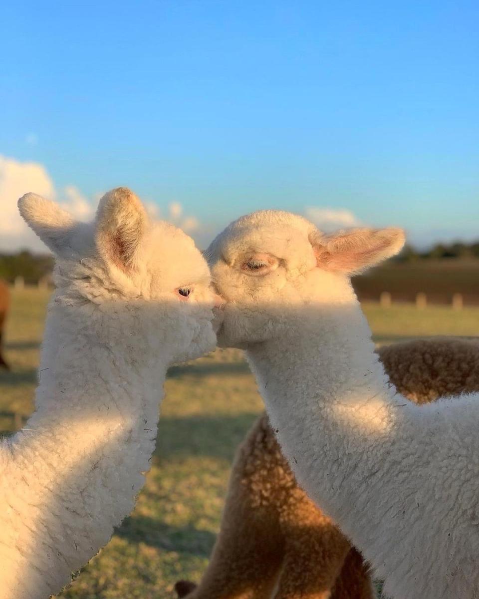 好有愛的畫面啊！（圖／IG@pianideglialpaca）