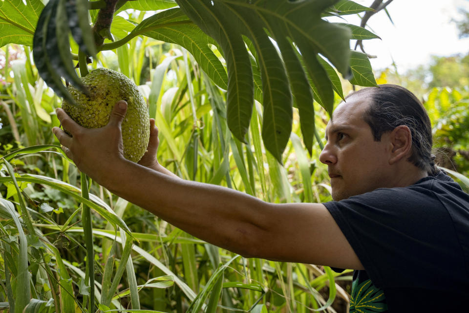 Hokuao Pellegrino picks a fruit of a breadfruit tree at Noho'ana Farm on Tuesday, Oct. 10, 2023, in Waikapu, Hawaii. Pellegrino said the efforts to replant breadfruit in Lahaina should also come with efforts to teach people about its care and its uses: “We want people to use the breadfruit. We don’t want it just to be in the landscape.” (AP Photo/Mengshin Lin)