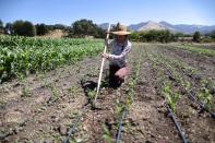 Tiel Larson works in a cornfield on the campus of Midland School, as the global outbreak of the coronavirus disease (COVID-19) continues, in Los Olivos