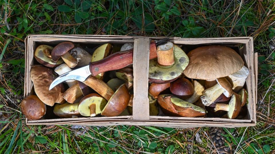 Pilzesammeln im Wald ist für viele Menschen in dieser Jahreszeit verlockend. (Bild: Patrick Pleuel Zentralbild / dpa)