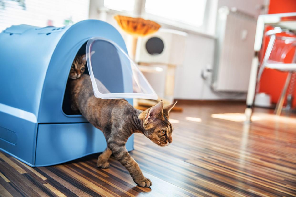 Domestic Cat Stepping Out of Closed Litter Box in Living Room.