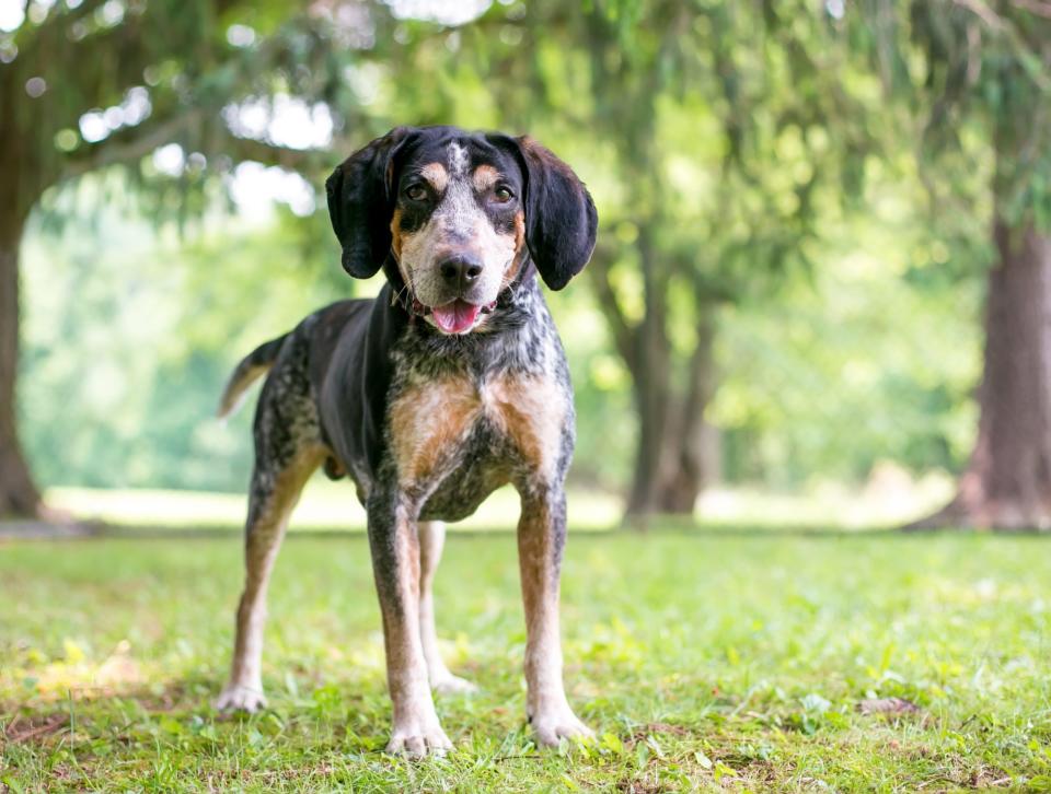 Tennessee: Bluetick Coonhound