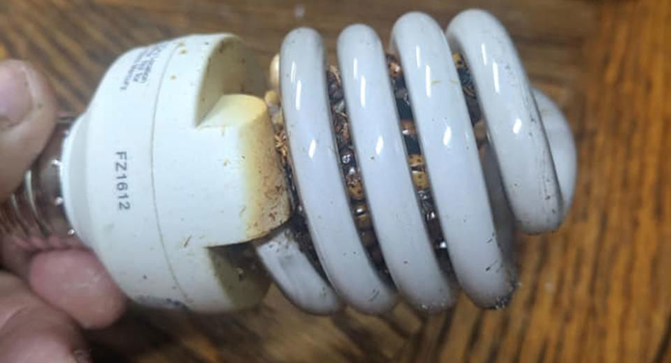 A CFL lightbulb filled with dead ladybugs.