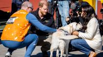 <p> Forget all notions of being prim, proper and protocol-heavy, this candid shot of Meghan Markle proves she's just like the rest of us when confronted with a cute dog. </p> <p> The Duchess looks smitten as the gorgeous Golden Retriever goes in for a closer inspection. </p> <p> The pooch, who was with a participant at the Invictus Games, clearly has good taste - he seems to be sniffing away at Meghan, who is known to favour the luxury perfume Oribe Côte d’Azur Eau de Parfum. </p> <p> A dog with a nose for the expensive stuff. </p>