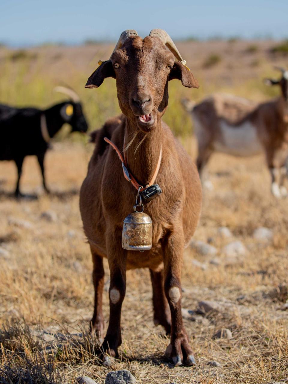 Odyssey looks at the camera inside Central Arizona Project's Superstition Mountain Recharge Basin in San Tan Valley on Nov. 29, 2023. The long-range bell around her neck helps deter predators and helps the herder find her if she were to get lost.