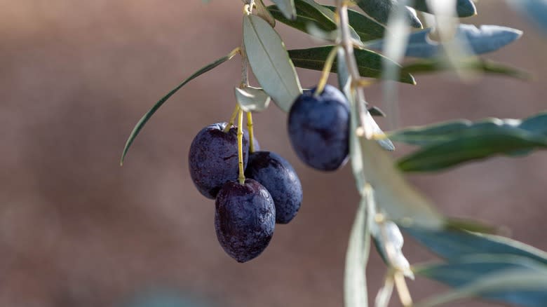 Nyons olives on vine