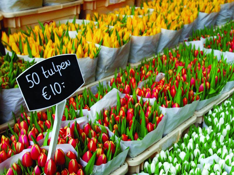 Touristen in Amsterdam bringen Tulpen oft vom Blumenmarkt am Münzturm mit. Hier stellen 18 Händler ihre Stände mit den farbenfrohen Tulpen auf. Foto: NTBC