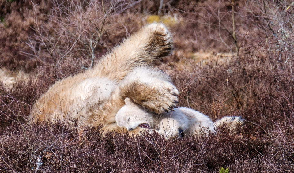 <em>Playtime – the pictures show polar bear Victoria and her cub playing at the Highland Wildlife Park near Aviemore, Scotland (Pictures: SWNS)</em>