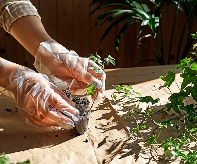 How to Propagate Ivy from Cuttings