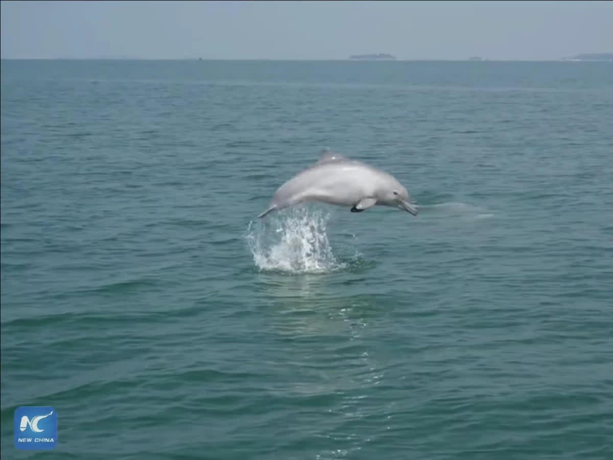 A still from the video shows white dolphins in coastal waters off south China  (Xinhua News Agency)