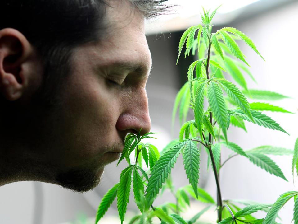 marijuana pot weed