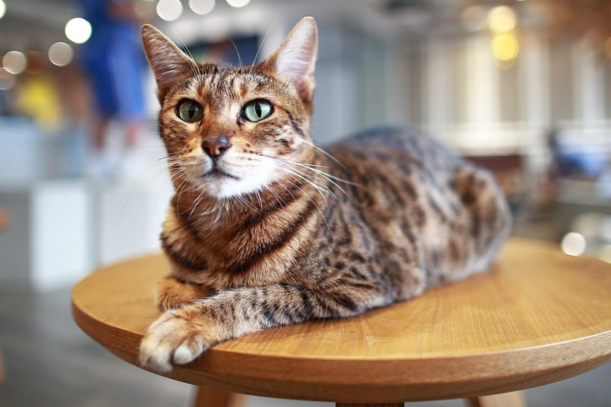 ocicat lying on a wood table in a kitchen