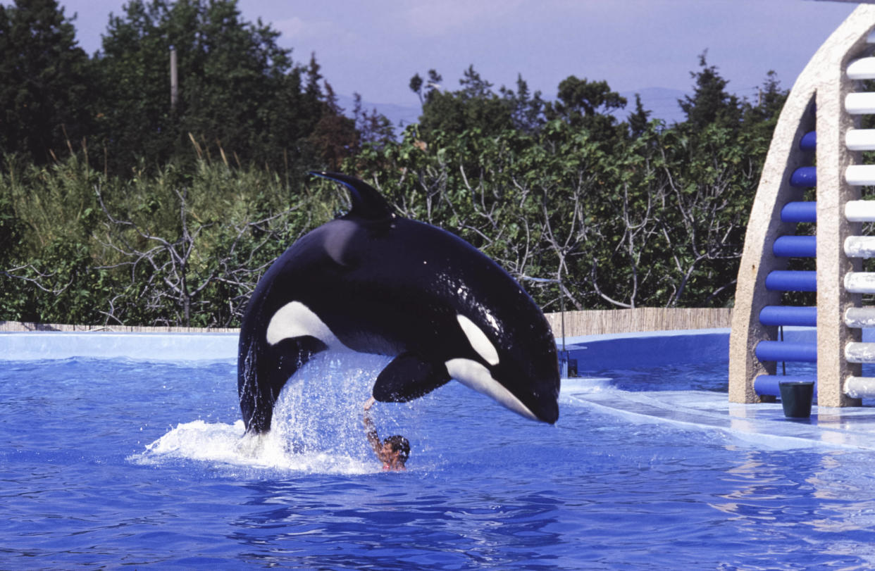 Image d’illustration. Orque lors d'un numéro au Marineland en juillet 1987 à Antibes, France. (Photo by Patrick SICCOLI/Gamma-Rapho via Getty Images)