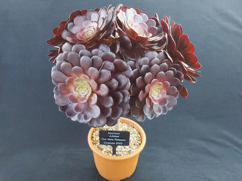 <p>Aeonium 'Jubilee', named to celebrate the <a href="https://www.housebeautiful.com/uk/lifestyle/g39891368/platinum-jubilee-tablescaping-sets/" rel="nofollow noopener" target="_blank" data-ylk="slk:Queen's Platinum Jubilee;elm:context_link;itc:0;sec:content-canvas" class="link ">Queen's Platinum Jubilee</a>, embodies all that is great about aeoniums, with strong growth and dark glossy colouring.</p><p>• <a href="https://ottershawcacti.com/" rel="nofollow noopener" target="_blank" data-ylk="slk:Ottershaw Cacti;elm:context_link;itc:0;sec:content-canvas" class="link ">Ottershaw Cacti</a></p>