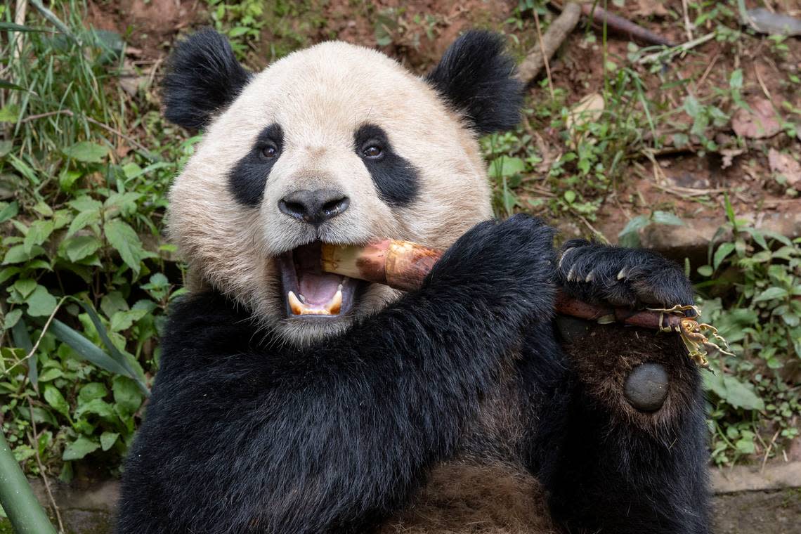 Yun Chuan, a male giant panda, enjoys a snack in his current home in China. Yun Chuan will soon move to San Diego Zoo.