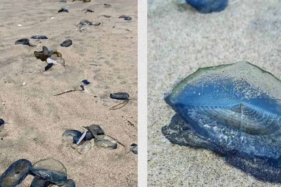 Alerta en Playas de Tijuana por presencia de “Medusas Velero” 