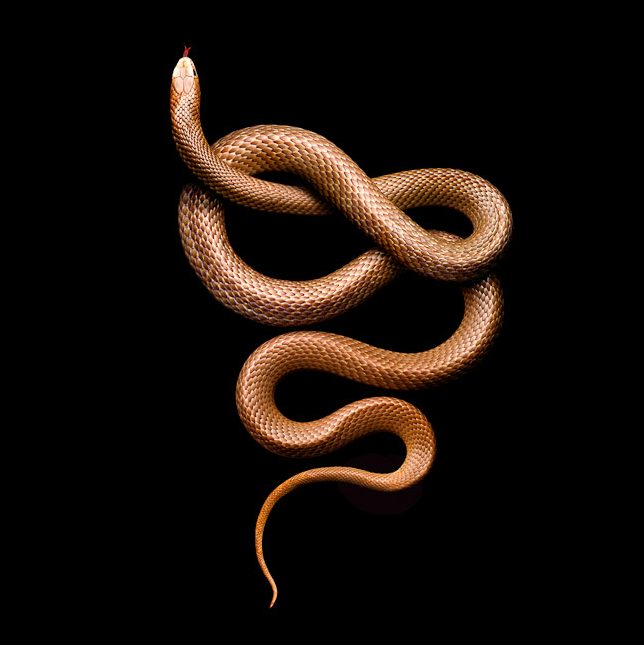 Laita Serpentine