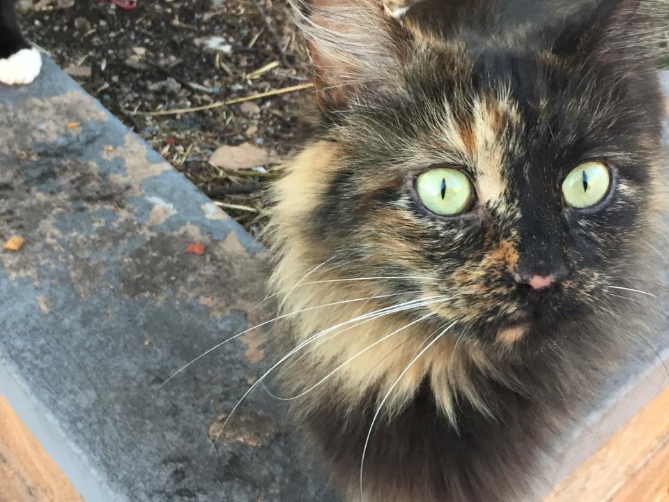 Tortie the cat