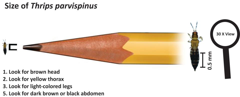 Size of the thrips parvispinus female.