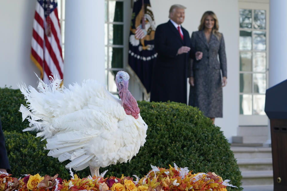 President Donald Trump and first lady Melania Trump walk out of the Rose Garden of the White House, Tuesday, Nov. 24, 2020, in Washington, after pardoning Corn, the national Thanksgiving turkey. (AP Photo/Susan Walsh)