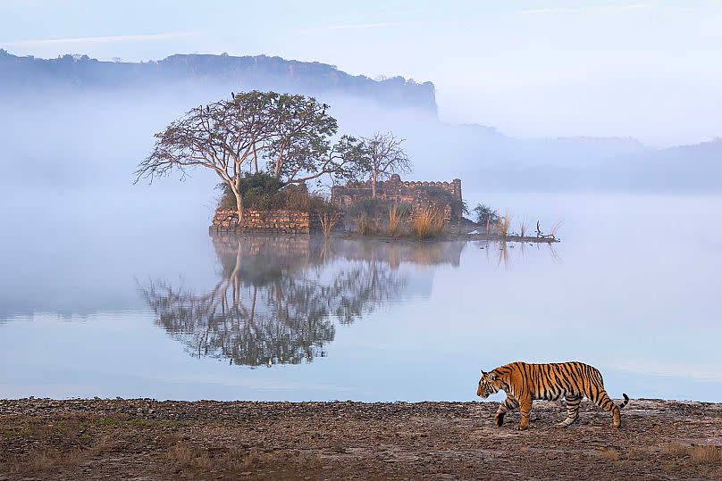 Fotógrafo: Amit Vyas/2023 Nature inFocus Photography Awards